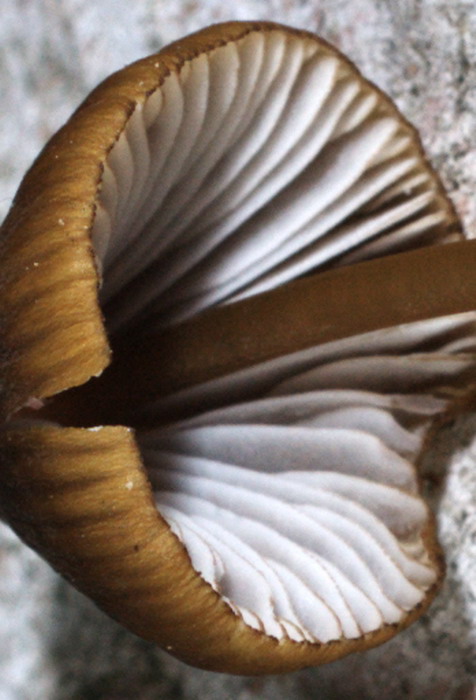 Mycena_viridimarginata_2