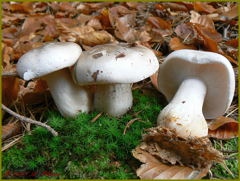 Nebelkappe