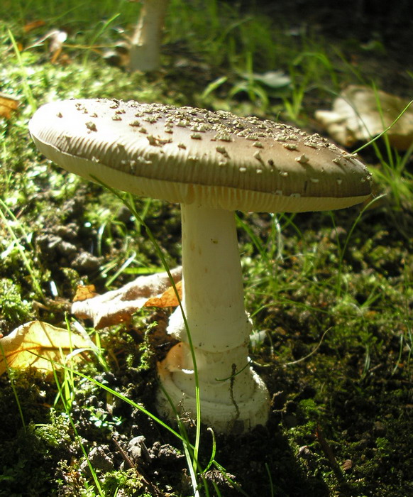 Pantherpilz