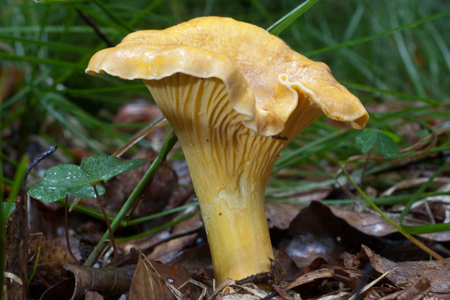 Cantharellus cibarius - Pfifferling