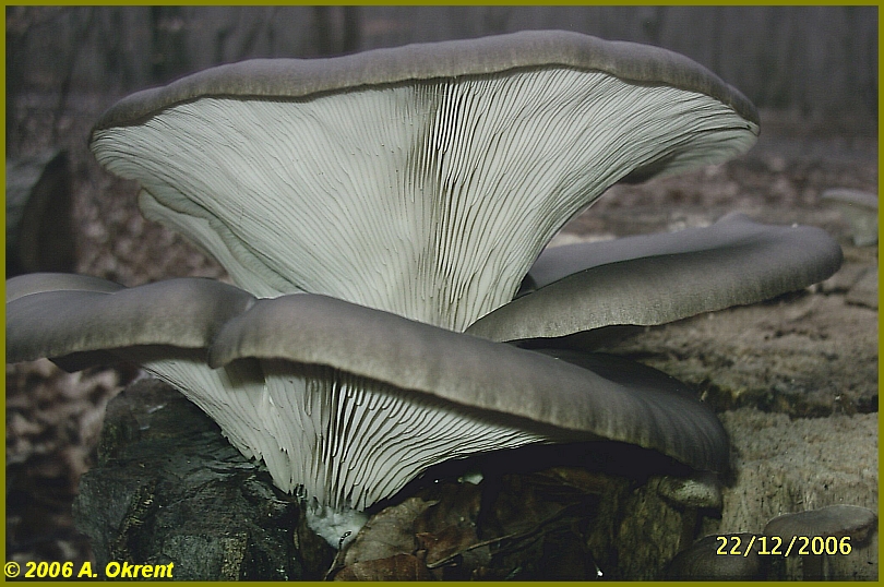 Pleurotus-ostreatus_2