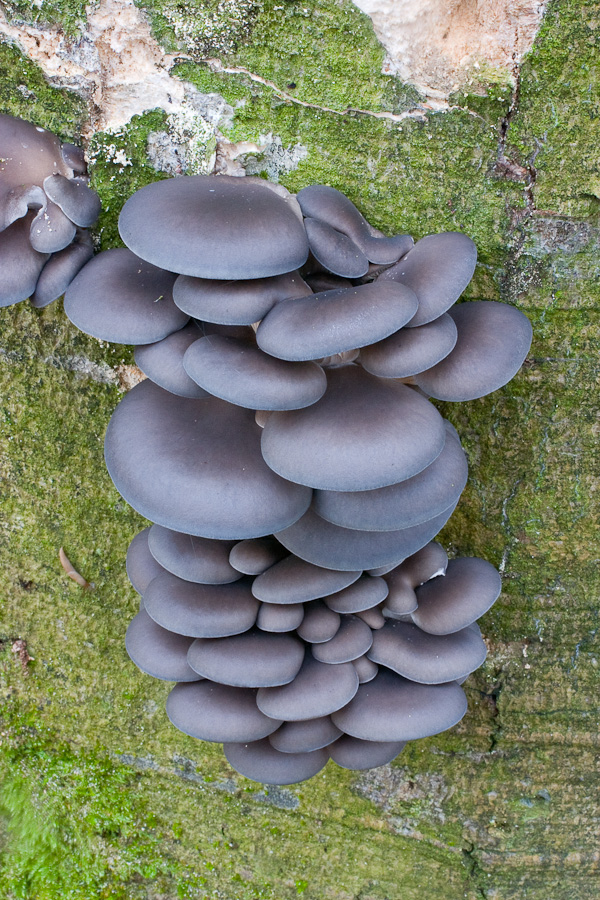 Pleurotus-ostreatus_3