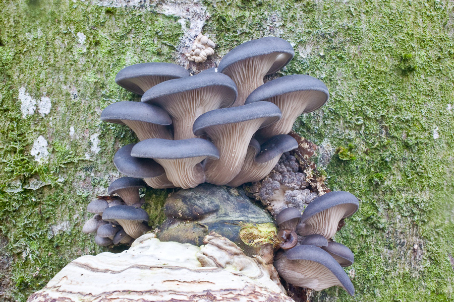 Pleurotus-ostreatus_4