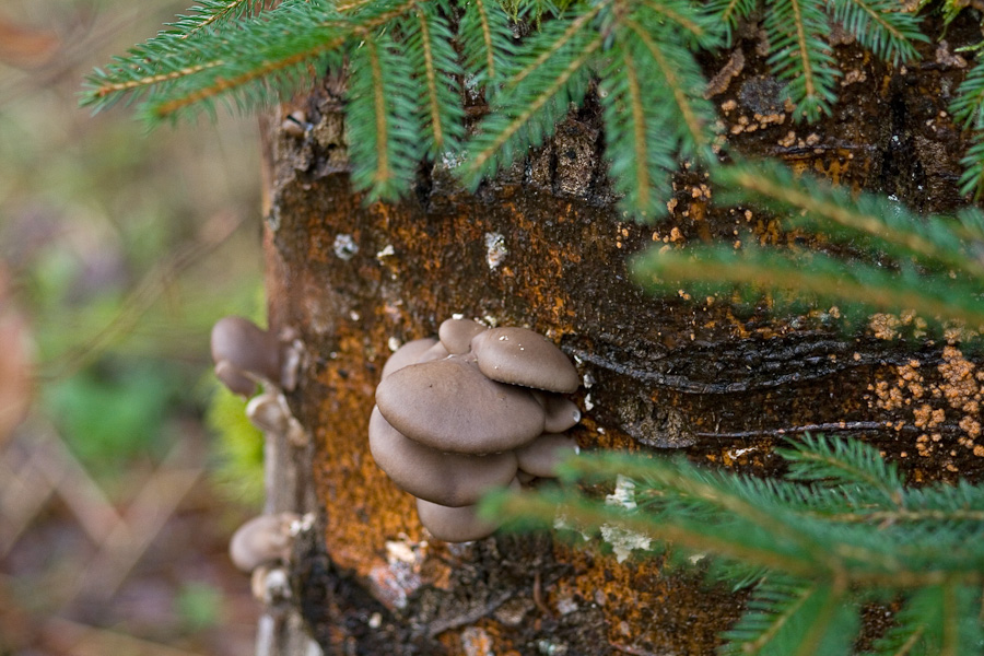 Pleurotus-ostreatus_5