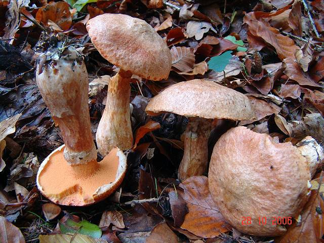 Rostroter Lärchen-Röhrling