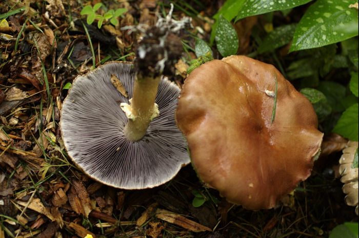 Rotbrauner Riesen-Träuschling