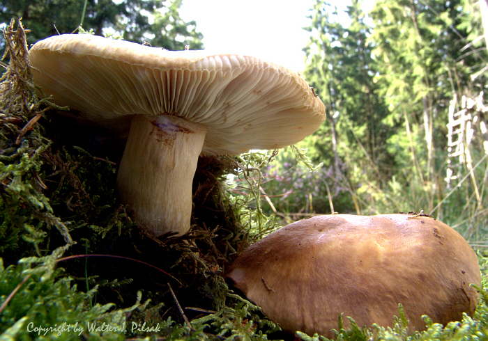 Russula-mustelina_1