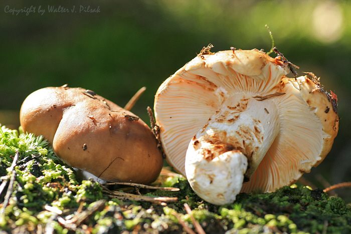 Russula-mustelina_2