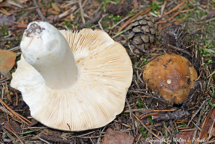 Russula-mustelina_3