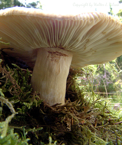 Russula-mustelina_4