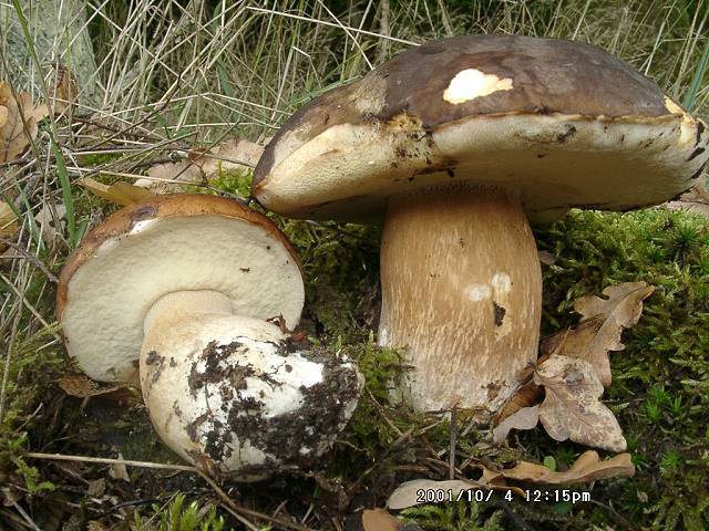Schwarzhütiger Steinpilz