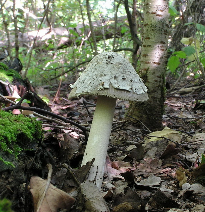 Silbergrauer Scheidenstreifling