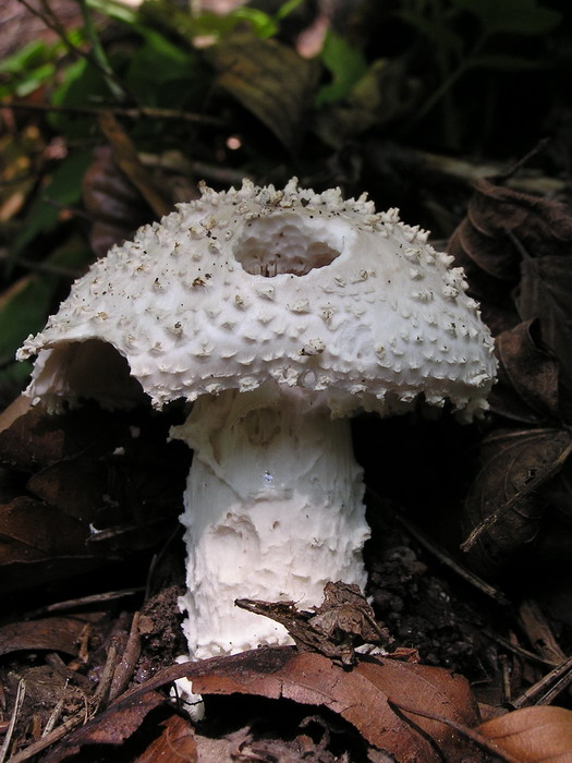 Stachelschuppiger Wulstling