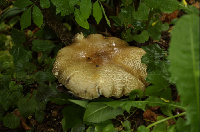 Stropharia-rugosoannulata_2