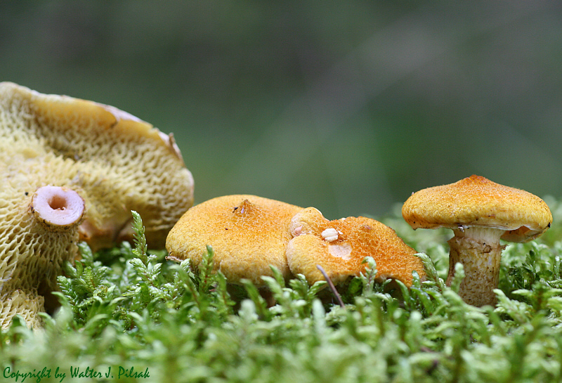 Suillus-cavipes_1