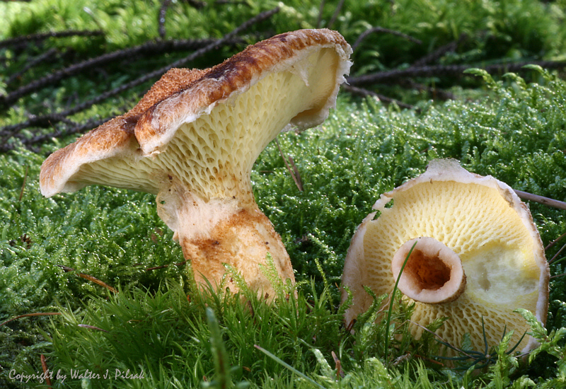 Suillus-cavipes_2