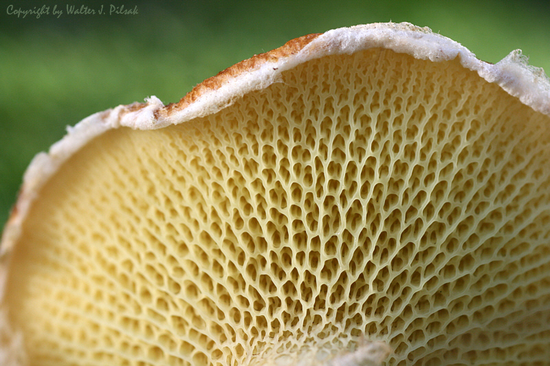 Suillus-cavipes_3