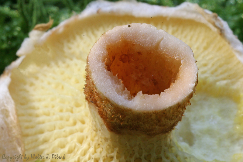Suillus-cavipes_4