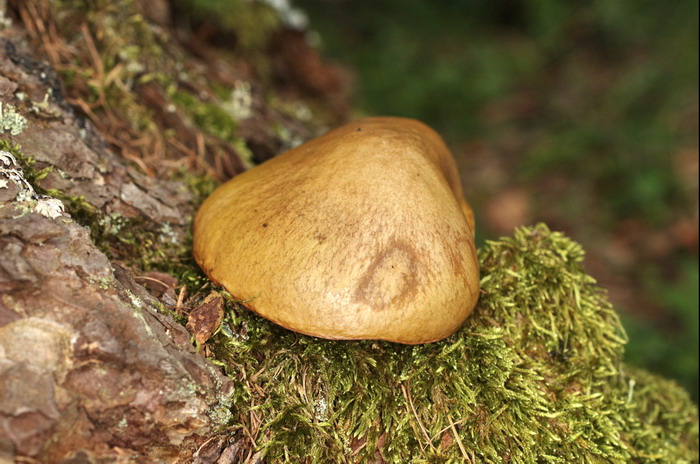 Suillus-collinitus_1