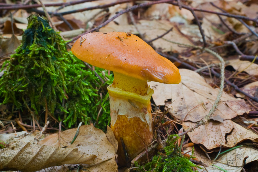 Suillus-grevillei_1
