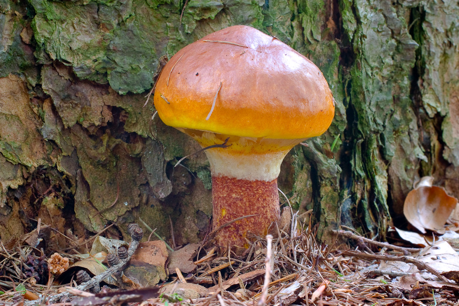 Suillus-grevillei_2