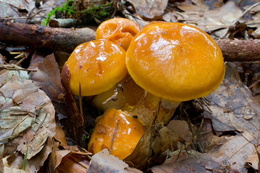 Suillus-grevillei_3