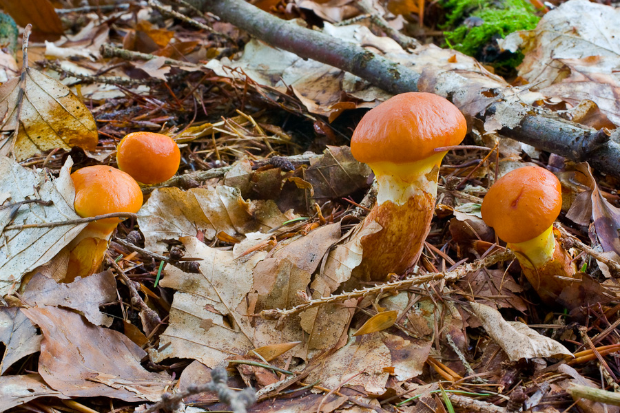 Suillus-grevillei_4