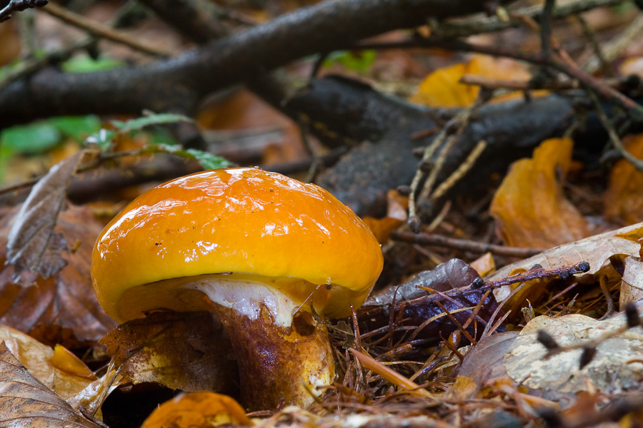 Suillus-grevillei_5