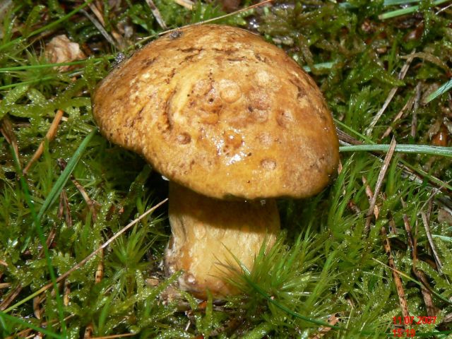 Suillus-variegatus_1