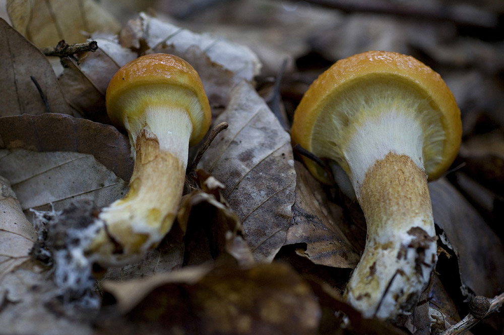 Suillus_Grevillei017
