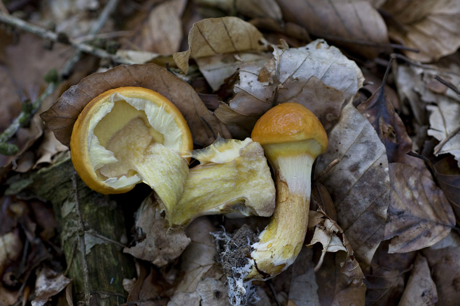 Suillus_Grevillei018
