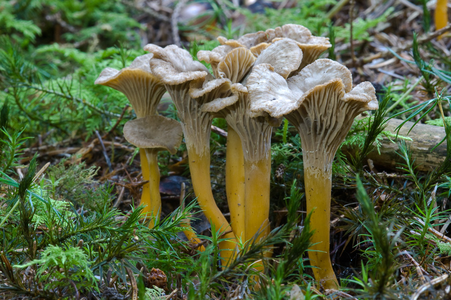 Trompeten Pfifferling