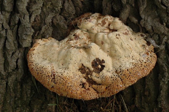 Tropfender Schillerporling