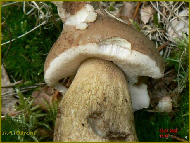 Tylopilus-felleus_1