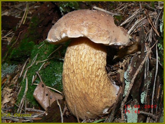 Tylopilus-felleus_2