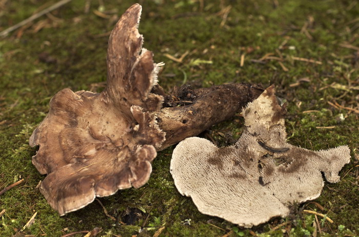 Violetter Weisssporstacheling