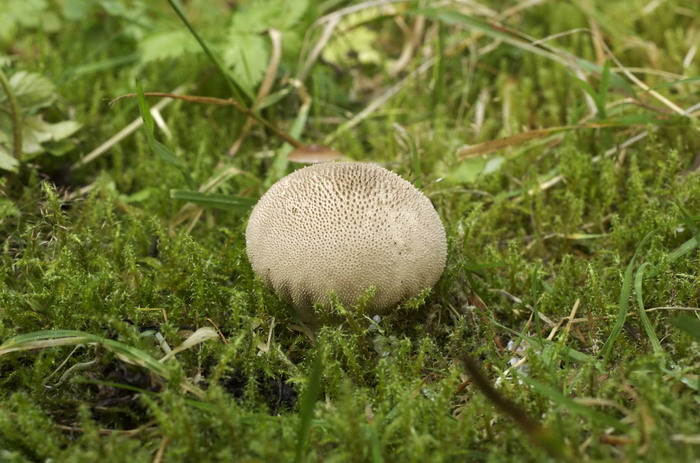 Weicher Stäubling