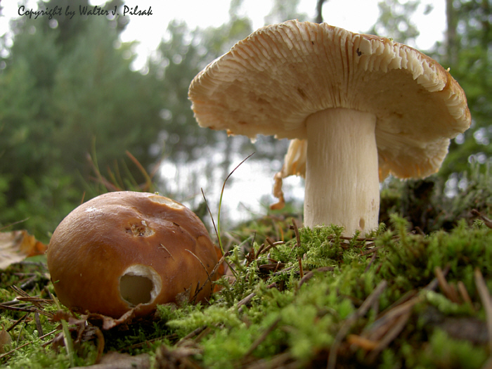 Wieseltaeubling