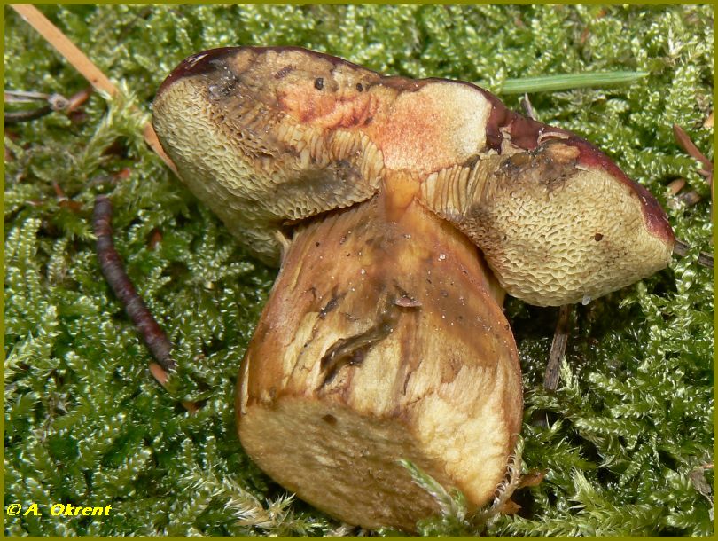 Xerocomus-rubellus_1
