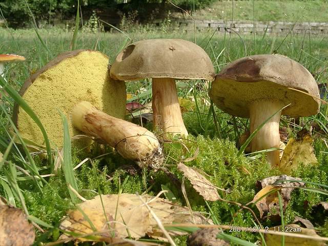 Ziegenlippe