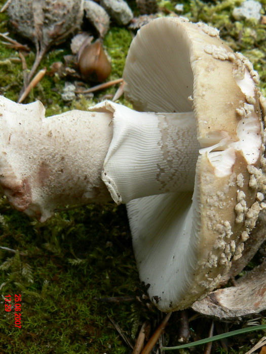 amanita-excelsa_2