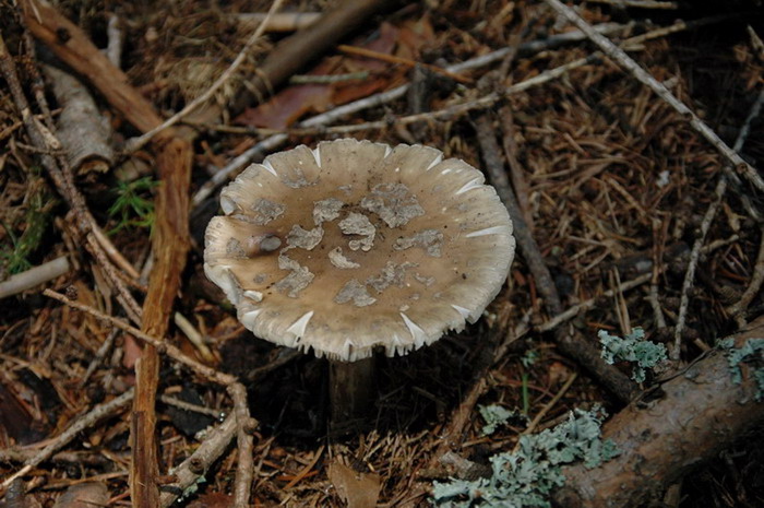 amanita-excelsa_3