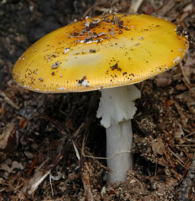 amanita-gemmata_2