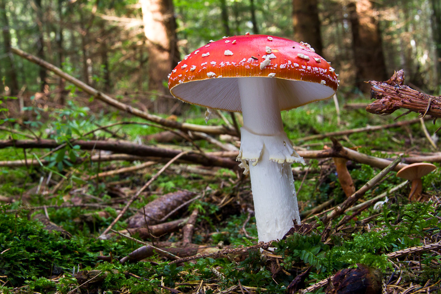 amanita-muscaria_1