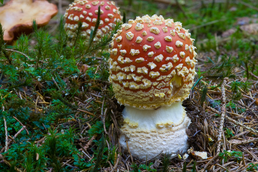 amanita-muscaria_2