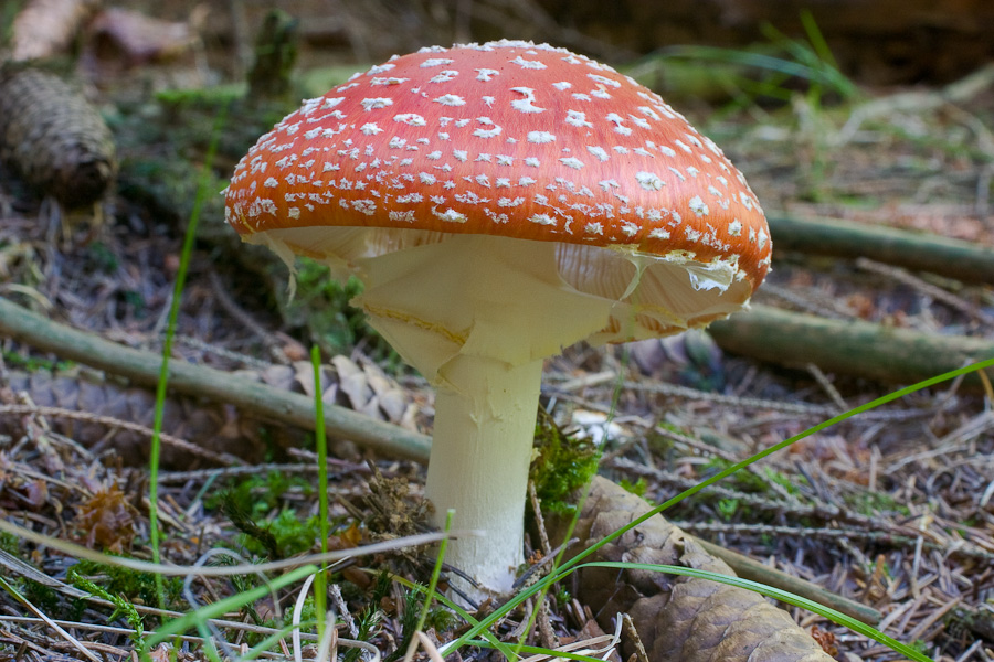 amanita-muscaria_3