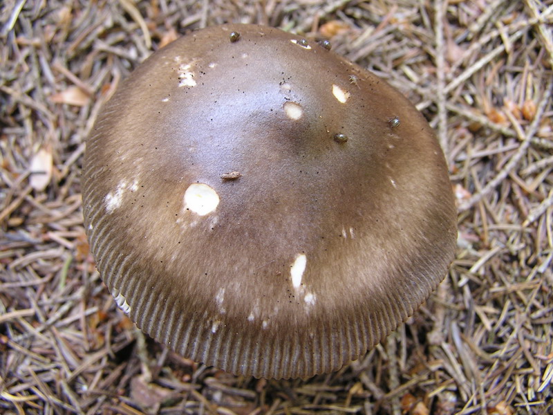 amanita_battarrae_2