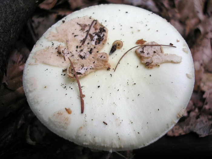 amanita_citrina_2
