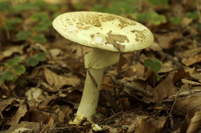 amanita_citrina_3