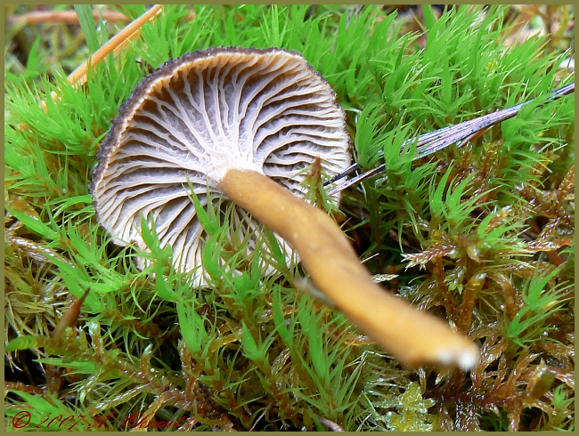 cantharellus_tubaeformis_1